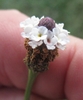 Side view of flower spike
