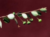Phyllanthus tenellus
