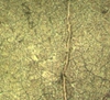Phyllanthus tenellus