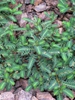Phyllanthus urinaria L.