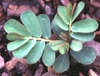 Phyllanthus urinaria seedling