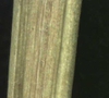 Phyllanthus urinaria L.