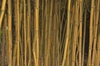 Form
