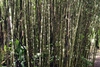 Stem
