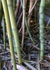 Stem closeup