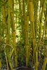 Phyllostachys aureosulcata