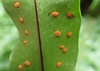 Leaf Blade
