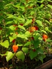 Physalis spp.