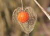 Physalis alkekengi