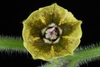 Physalis heterophylla Flower