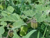 Physalis peruviana