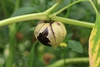 Ripe purple fruit bursts out of the papery husk.