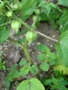 Physalis pruinosa