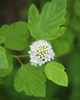 Flowers and leaves