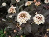 'Diablo' flower