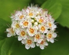 Close up of flower