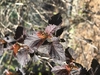 spring leaves and buds
