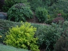Physocarpus opulifolius 'Podaras 3' Lemon Candy