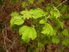Physocarpus opulifolius 'SMNPOTWG' Tiny Wine® Gold