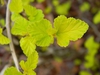 Physocarpus opulifolius 'SMNPOTWG' Tiny Wine® Gold