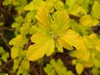 Physocarpus opulifolius 'Podaras 3' Lemon Candy