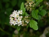Physocarpus opulifolius 'SMNPOTWG' Tiny Wine® Gold