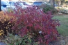 Fall shrub form