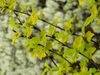 Physocarpus opulifolius 'Podaras 3' Lemon Candy