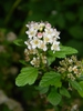 Physocarpus opulifolius 'SMNPOTWG' Tiny Wine® Gold
