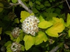 Physocarpus opulifolius 'Podaras 3' Lemon Candy