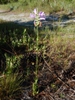 Form