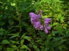 Physostegia virginiana in the summer in Moore County