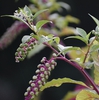 Flower buds - Warren Co., NC