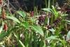 Leafy shoot with erect stalks bearing black fruits.