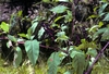 Leafy shoot with erect stalks bearing black fruits.