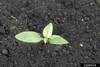 Small sedling