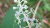 Phytolacca americana