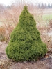 Form
