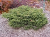 Picea abies 'Nidiformis'