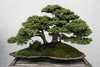 Picea abies 'Nidiformis' bonsai