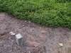 Picea abies 'Pumila'