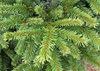 Picea abies 'Pumila'
