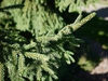Picea orientalis 'Nana'