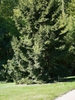 Picea orientalis 'Nana'