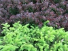 Picea abies 'Nidiformis'