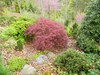 Picea abies 'Pumila'