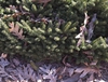 Form