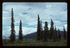 Form (Matanuska-Susitna, AK)-Mid Summer