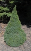 Picea glauca