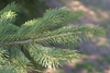 Leaf Blade